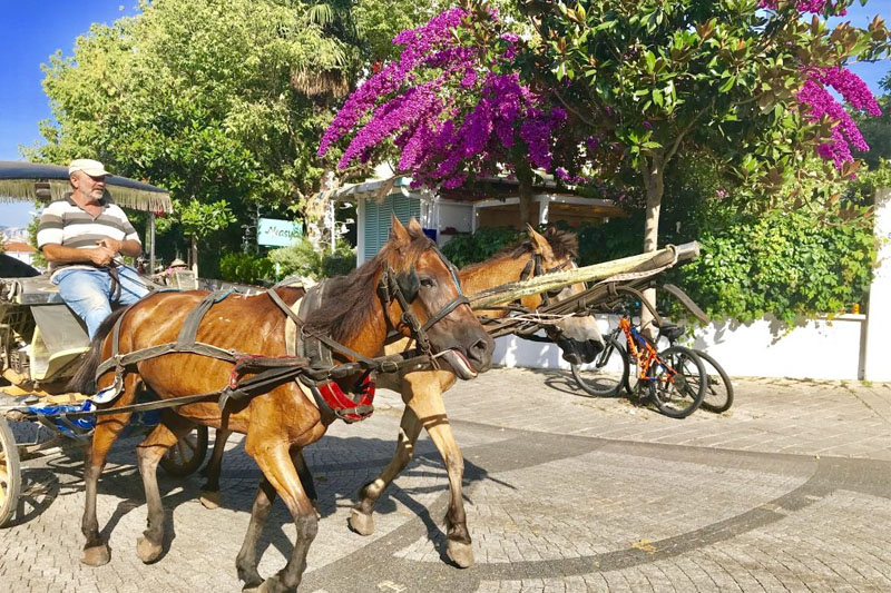 Ada Tutulması